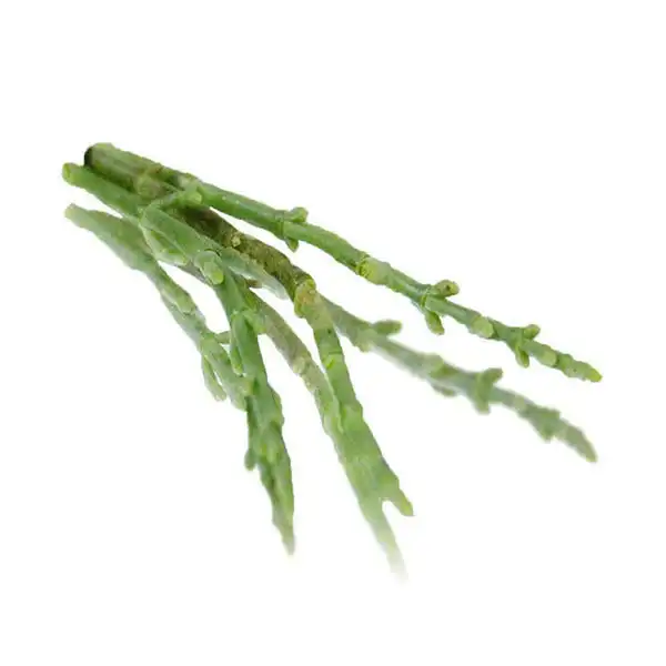 Samphire/Salicornia (V3854_P2)