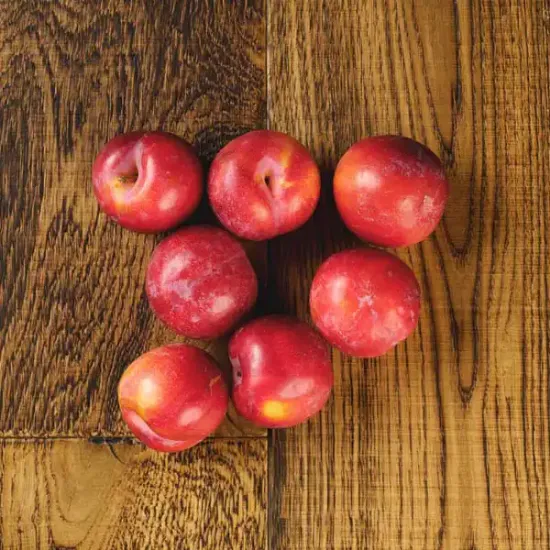 Plums (V3707_P5)