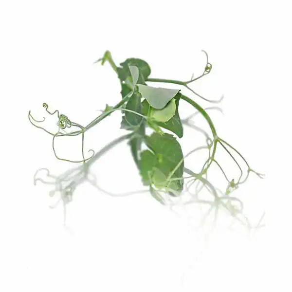 Tendril Pea Shoots (V2438_P5)