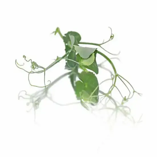 Tendril Pea Shoots (V2438_P5)