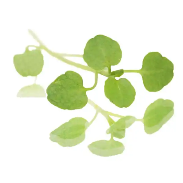 Watercress leaves (V2114_P5)