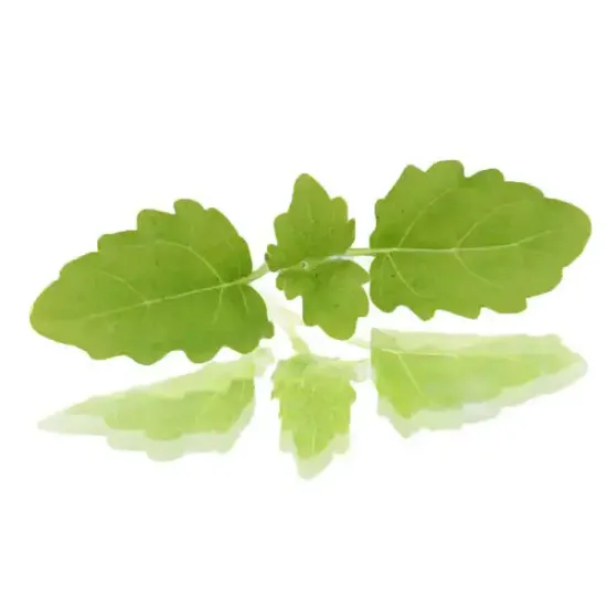 Micro Lemon Balm (V2102_P5)