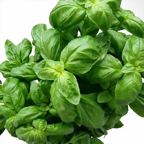 Basil (V1772_P5)
