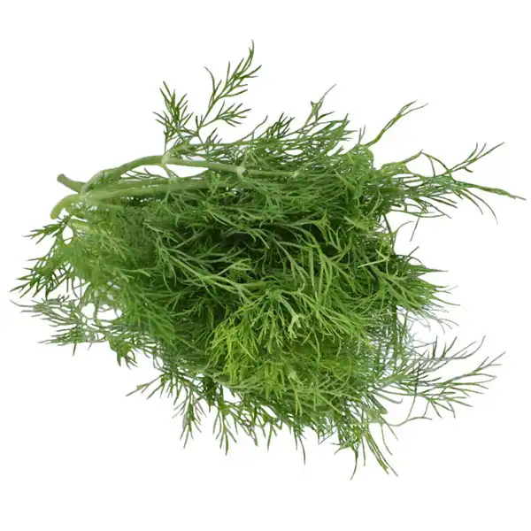 Dill (V1767_P5)