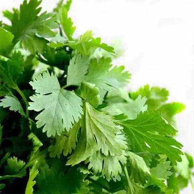 Coriander ()