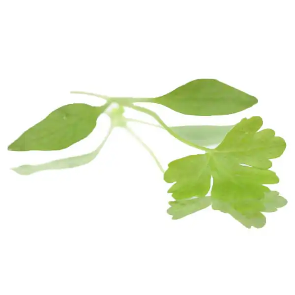 Parsley Micro-leaves (V1608_P5)