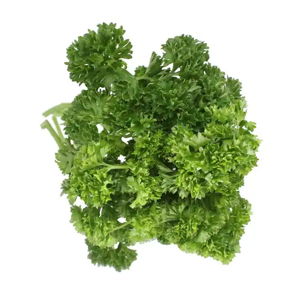 Curly Parsley (V1442_P5)
