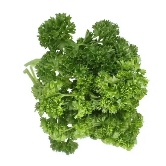 Curly Parsley (V1442_P5)