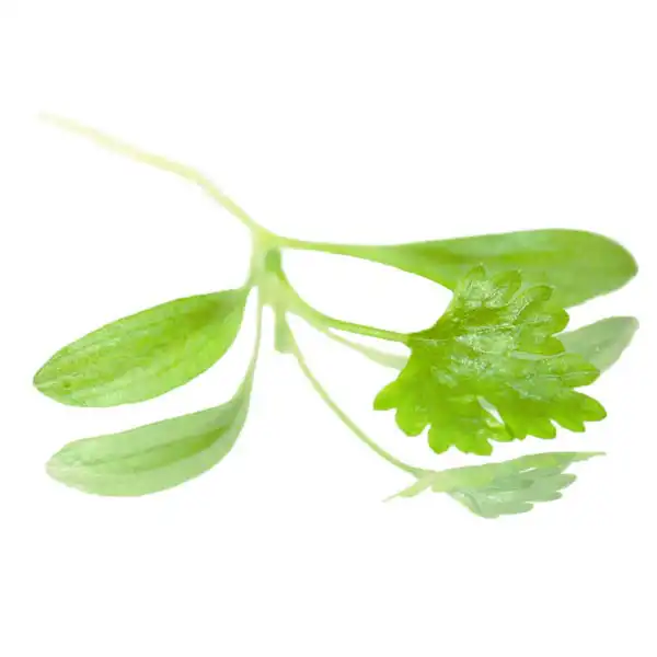 Coriander Micro-leaves (V1281_P5)