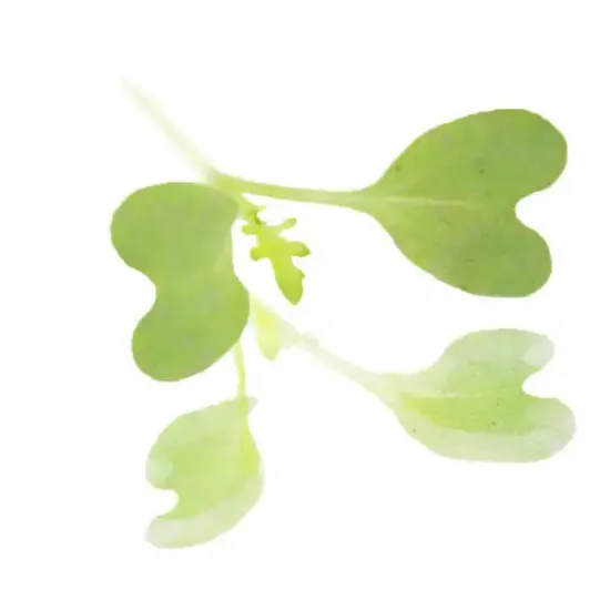Mizuna Micro-leaves (V1280_P5)