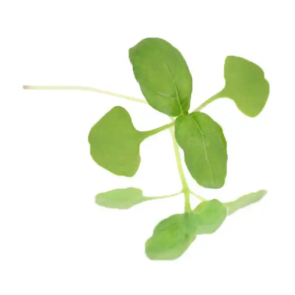 Green Basil Micro-leaves (V1279_P5)