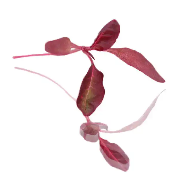 Micro Red Amaranth Cress (V1275_P5)
