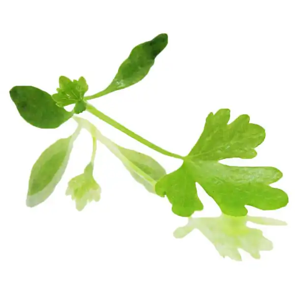 Micro Leaf Celery (V1274_P5)