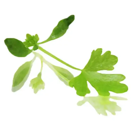 Micro Leaf Celery (V1274_P5)