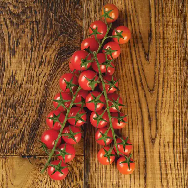 Cherry Tomatoes on the Vine (V1263_P5)