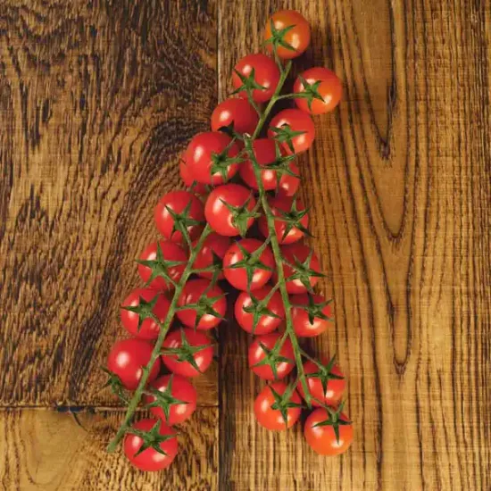 Cherry Tomatoes on the Vine (V1263_P5)