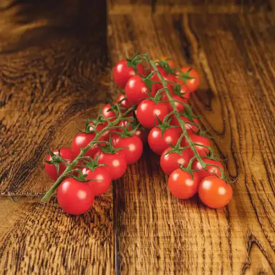 Cherry Tomatoes on the Vine (V1179_P5)
