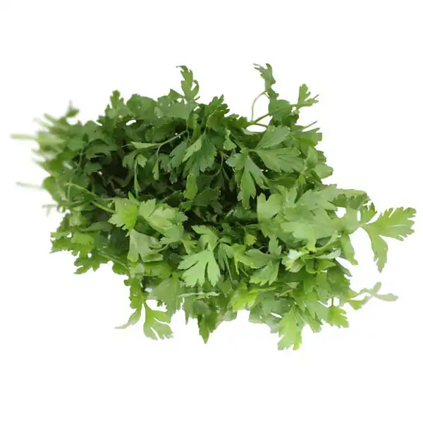 Flat Leaf Parsley (v2149p5)