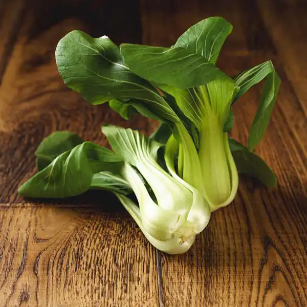 Pak-Choi (v2459p5)