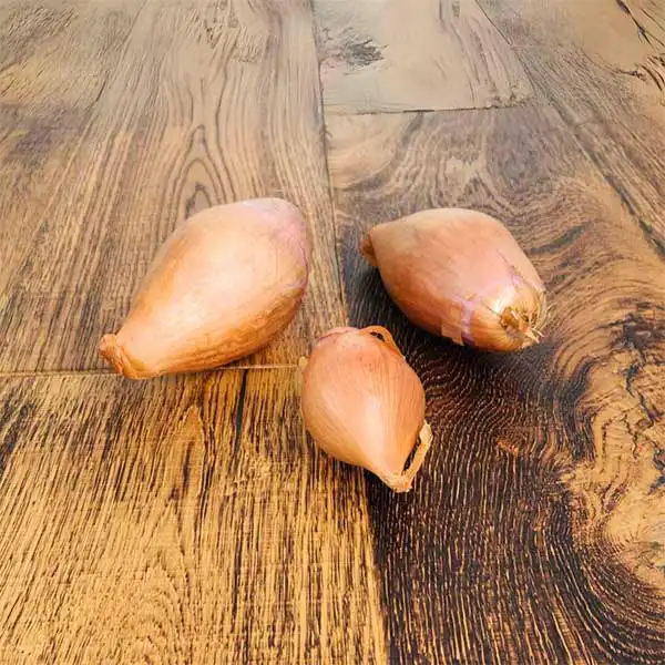 Banana Shallots (v1861p5)