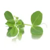 Cut Pea Shoot Salad (v2668p5)