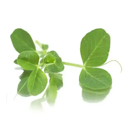 Cut Pea Shoot Salad (v2668p5)