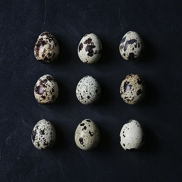 Free Range Mixed Quail Eggs (z839p1)