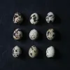 Free Range Mixed Quail Eggs (z839p1)