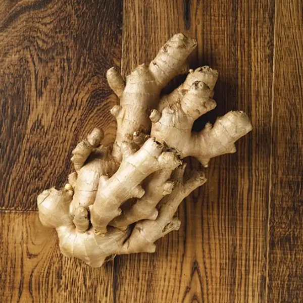 Ginger Root (v2429p1)