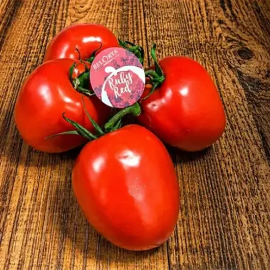 Plum Vine Tomatoes (v1834p1)