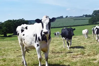 Cotteswold Dairy Cows