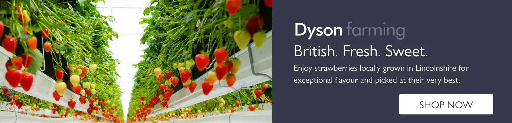 Dyson Strawberries 