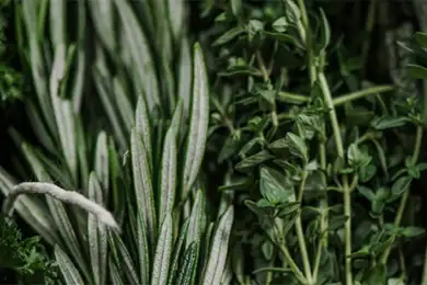 Herbs