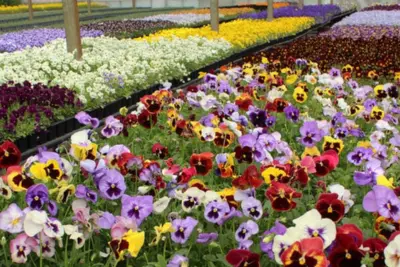 Nurtured in Norfolk