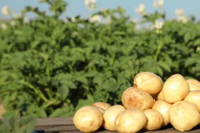Caythorpe Farm in Lincolnshire