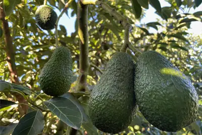 Worldwide Fruits