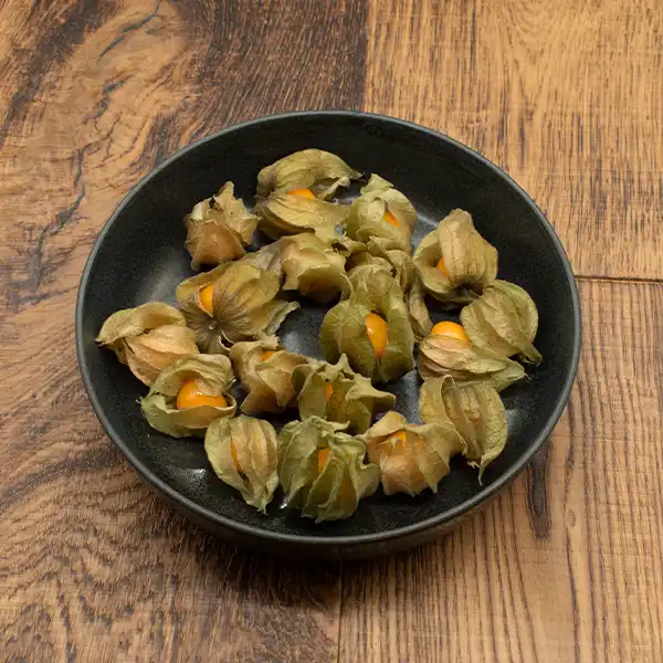 Physalis  (v1989p1)