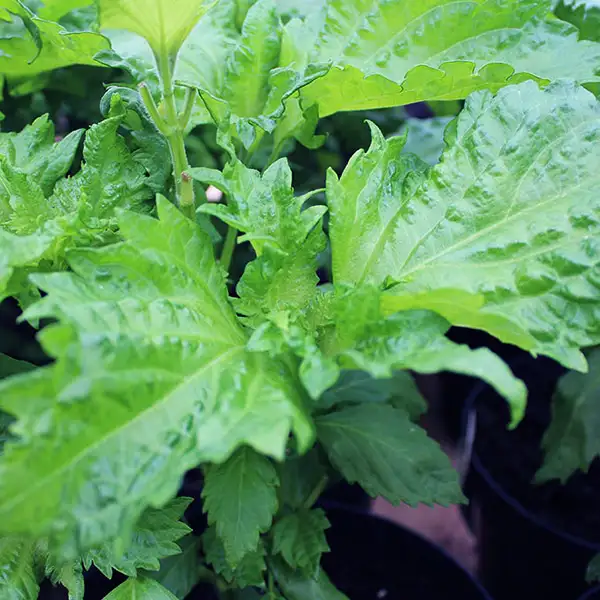 Shiso Leaves (v3432p1)
