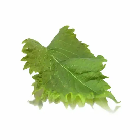 Shiso Leaves (v3432p5)
