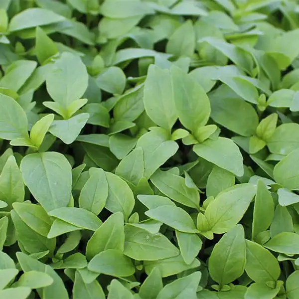 Thai Basil (v3421p1)