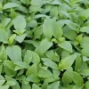 Thai Basil (v3421p1)
