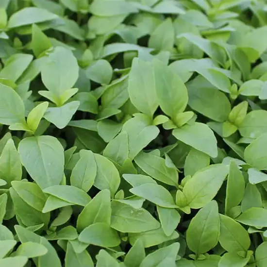 Thai Basil (v3421p1)