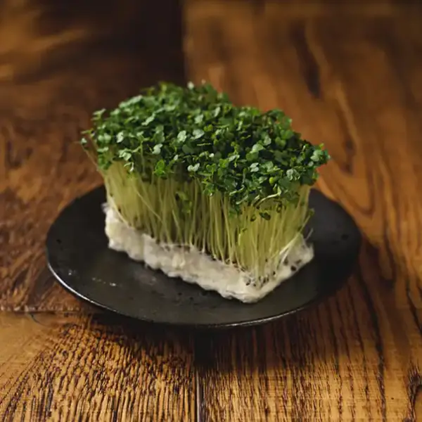 Mustard Cress (v1318p1)