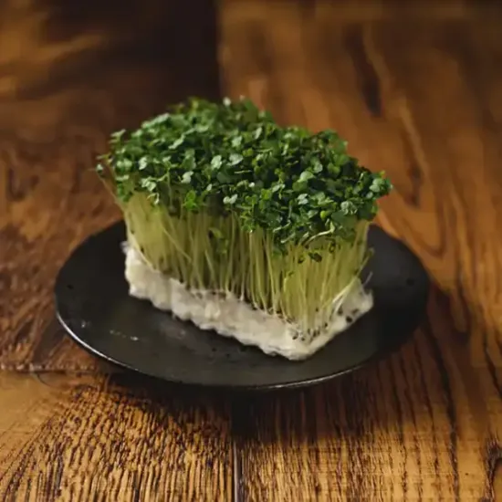Mustard Cress (v1318p1)