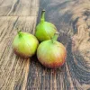 Figs (v1513p1)