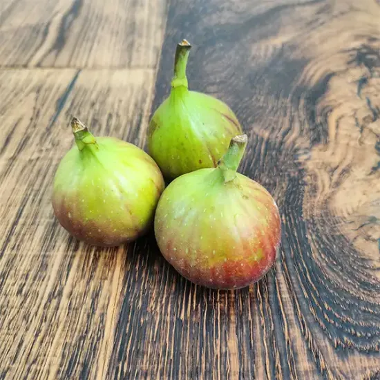 Figs (v1513p1)