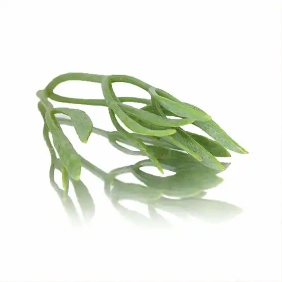 Sea Fennel (v2718p5)