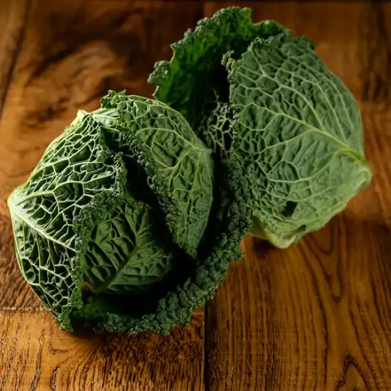 Savoy Cabbage (v1981p1)