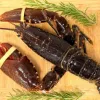 Whole Lobsters - Part Cooked - Avg. 550g each (sf291p1)