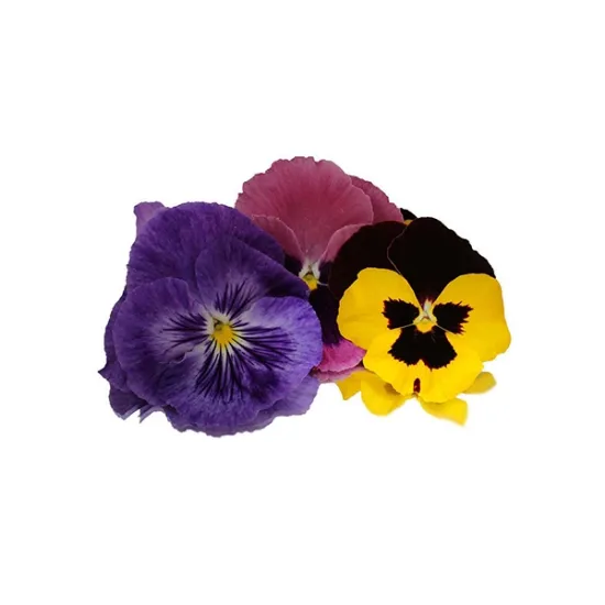Pansies - Edible Flowers (v2705p5)